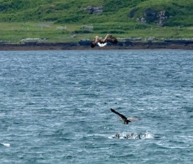 Pair of white tailed sea eagles hunting geese together in the loch on the Isle of Mull clipart