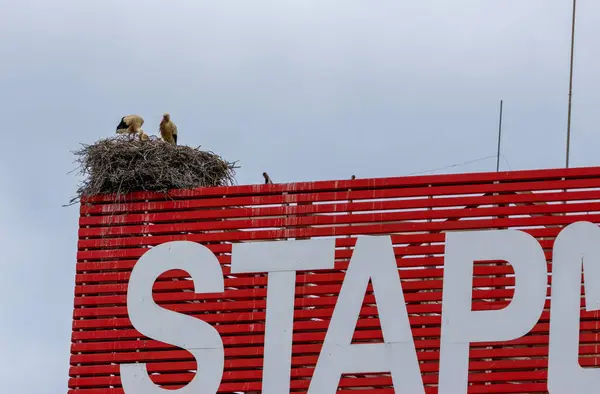 stock image Huge nests of white stork families high up in urban towns in Portugal