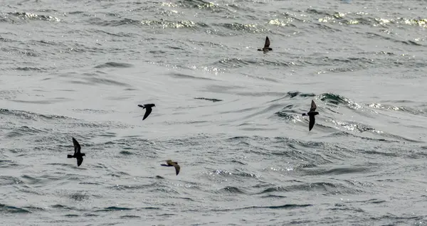 Fırtına kuşu sürüsü okyanus yüzeyinden besleniyor.
