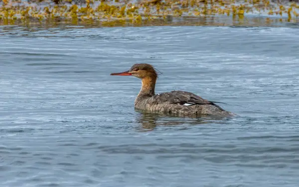 stock image Female merganser water duck swimming in the water