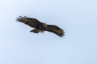 Uçan bir fareyle yırtıcı kuş.