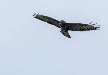 Uçan bir fareyle yırtıcı kuş.