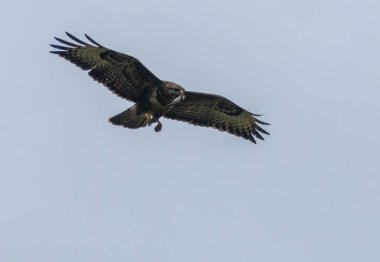 Uçan bir fareyle yırtıcı kuş.