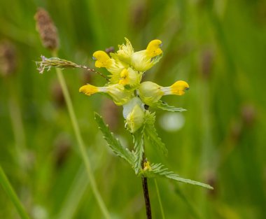 İnekkuşu, Primula veris, güzel sarı bir İngiliz kır çiçeği.