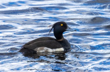 Erkek ördek suda yüzüyor.