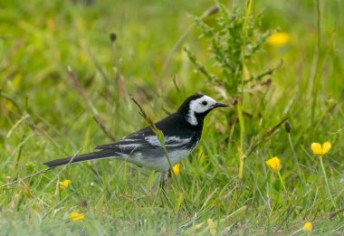 Çimenli bir çayırda kır çiçekleriyle örselenmiş bir kuyruk kuşuna yaklaş