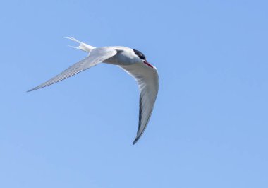 Parlak mavi gökyüzü arkaplanıyla çevik kutup deniz feneri uçuyor