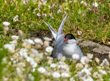 Mayıs Adası 'ndaki yuva bölgesinde kutup deniz feneri.