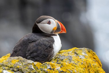 Çiftleşme mevsiminde bir uçurumun kenarındaki kayanın üzerindeki güzel bir martıya yaklaş.