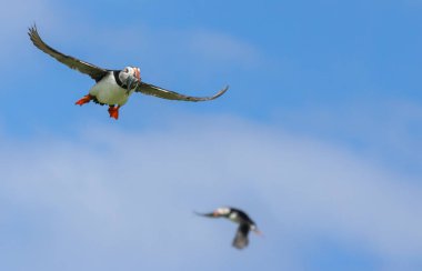 Gagası kum yılanbalıklarıyla dolu parlak mavi gökyüzü arka planıyla uçan martı.