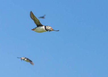 Atlantic puffin flying with a beak full of sand eels during breeding season clipart