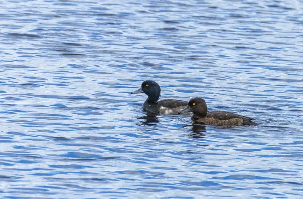 stock image Male and female tufted ducks swimming in the pond 