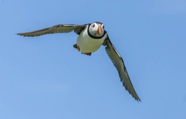 Mavi gökyüzü arka planında uçan Atlantik martısı