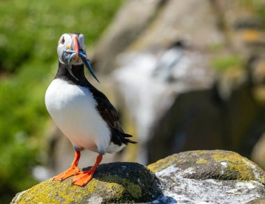 Close up of a puffin displaying with a beak full of sand eels on the cliff clipart