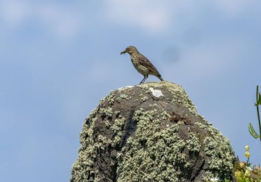 Gagası yiyecek dolu bir kayanın tepesine tünemiş çayır çadırı.