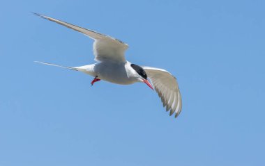 Arktik deniz feneri, gökyüzünde mavi gökyüzü arka planıyla uçuyor.