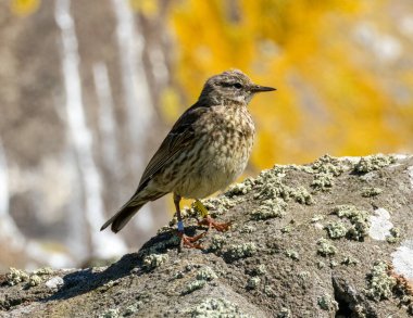 Doğal arkaplanı olan bir kayanın üzerindeki çayır çamı.