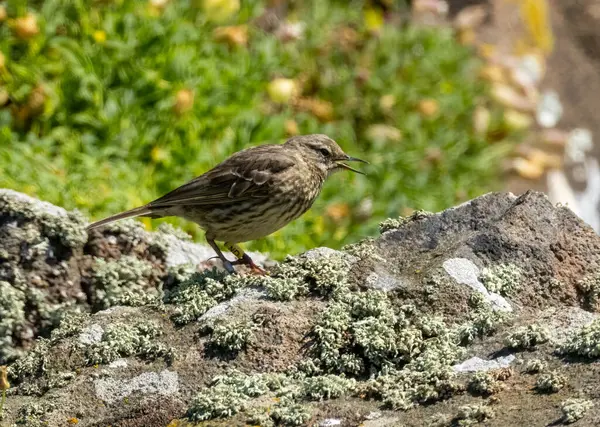 Doğal arkaplanı olan bir kayanın üzerindeki çayır çamı.