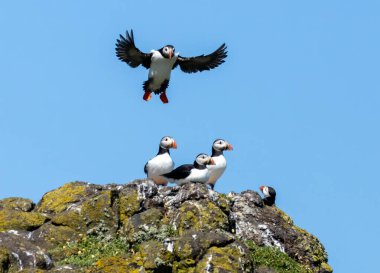 Atlantik martısı yere iniyor.