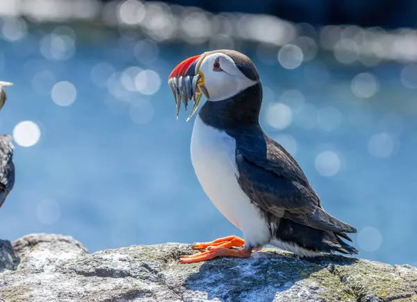 stock image Puffin displaying on a cliff with a beak full of sand eels