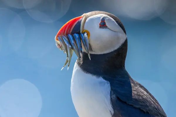 stock image Puffin displaying on a cliff with a beak full of sand eels