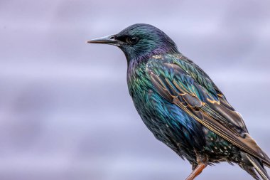 Bir sığırcığın parlak renkli tüylerine yaklaş