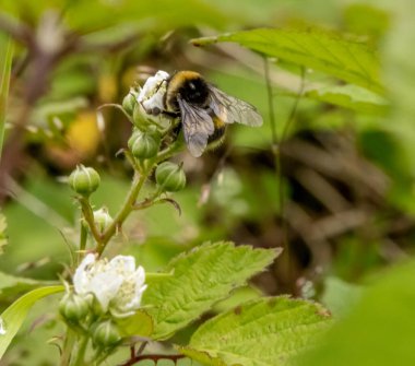 Yabanarısı yabani bir çiçekte