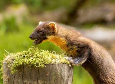 Gündüz vakti ormanda bir çam sansarının yakınında.