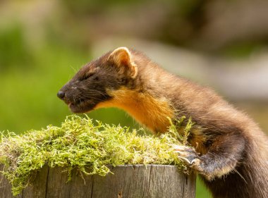 Gündüz vakti ormanda bir çam sansarının yakınında.