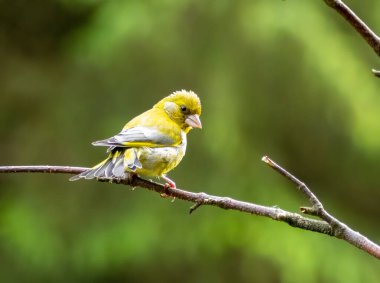 Yeşil ispinoz kuşu, doğal arka planı olan bir dala tünemiş.