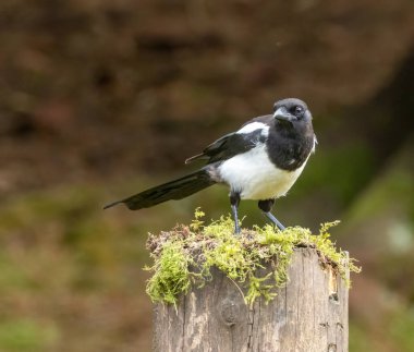 Magpie 'ın ormanda bir dala tünediğini bildir.