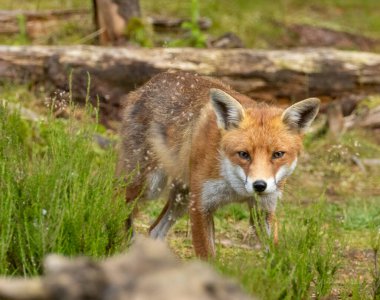 ormanda güzel fox