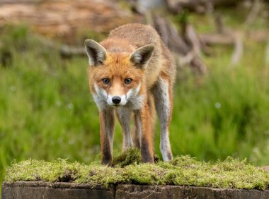 ormanda güzel fox