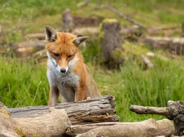 ormanda güzel fox