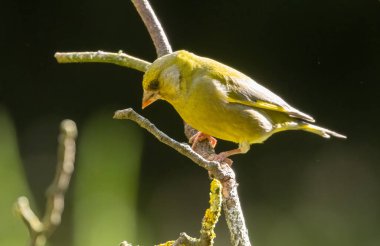 Yeşil ispinoz kuşu bir ağacın dalına tünedi. 