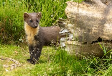 Young pine marten kitt exploring the woodland clipart