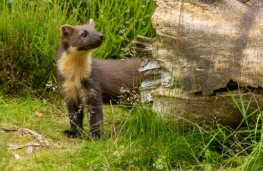Ormanı keşfeden genç çam kedisi.