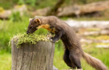 Ormanı keşfeden genç çam kedisi.