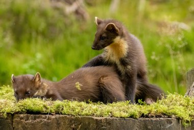 Pine marten kitts playing in the grass clipart