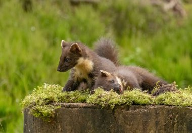 Pine marten kitts playing in the grass clipart