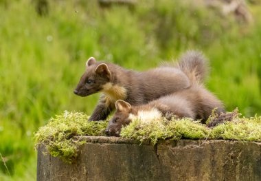 Pine marten kitts playing in the grass clipart