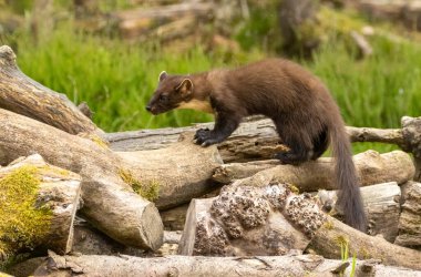 Ormanı keşfeden genç çam kedisi.
