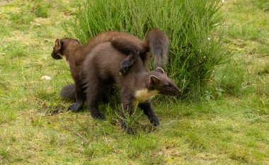 Pine marten kitts playing in the grass clipart