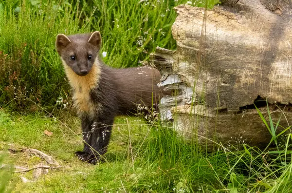 stock image Young pine marten kitt exploring the woodland