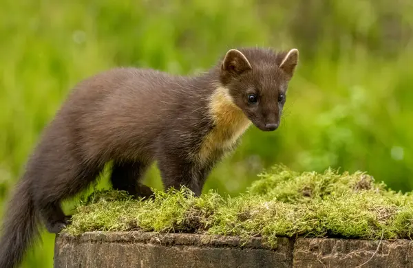 Ormanı keşfeden genç çam kedisi.
