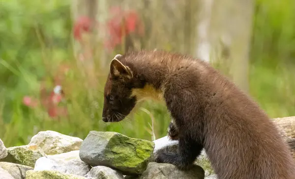 stock image Young pine marten kitt exploring the woodland