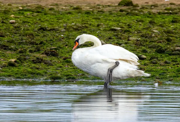 stock image Beautiful mute swan preening itself on the river side