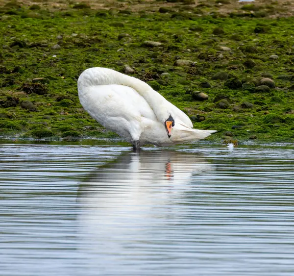 stock image Beautiful mute swan preening itself on the river side