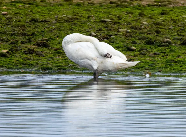 stock image Beautiful mute swan preening itself on the river side