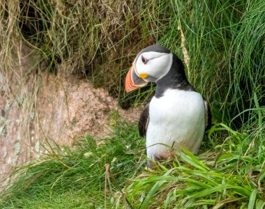 Uçurumdaki çimlerde Atlantik martısı